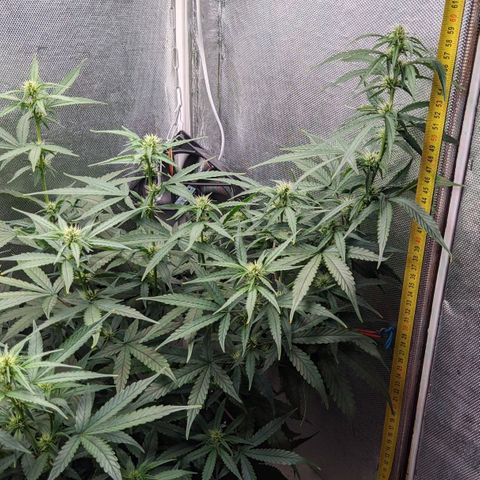 Auto X.treme E.S growlog timeline photo