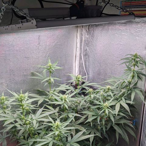 Auto X.treme E.S growlog timeline photo