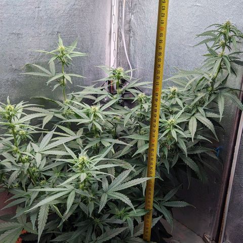Auto X.treme E.S growlog timeline photo