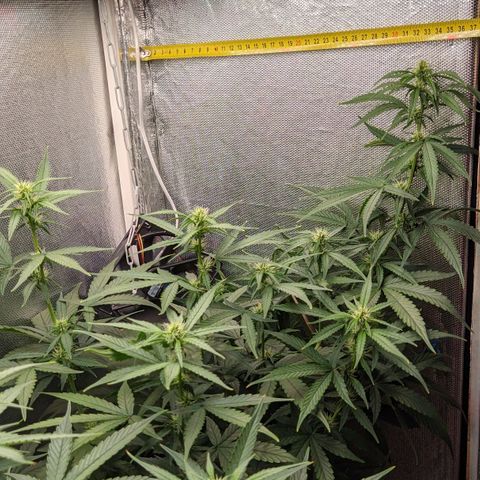 Auto X.treme E.S growlog timeline photo