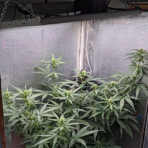 Auto X.treme E.S growlog timeline photo