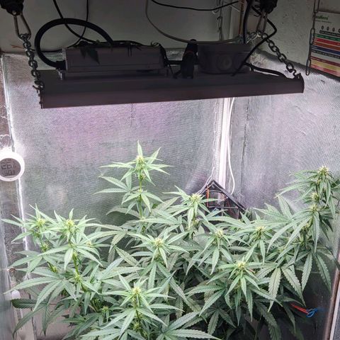 Auto X.treme E.S growlog timeline photo