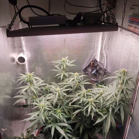 Auto X.treme E.S growlog timeline photo