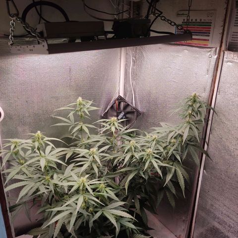 Auto X.treme E.S growlog timeline photo