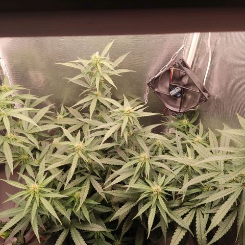 Auto X.treme E.S growlog timeline photo