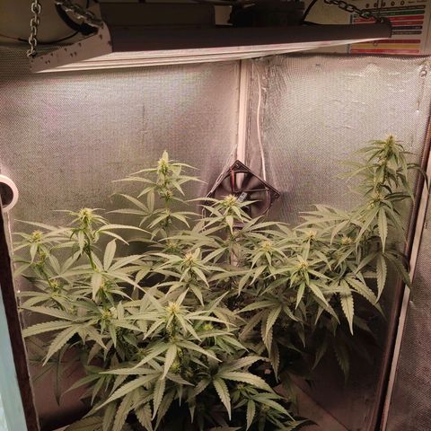 Auto X.treme E.S growlog timeline photo