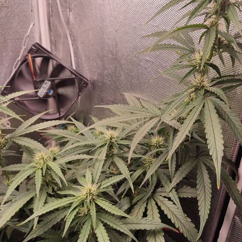 Auto X.treme E.S growlog timeline photo