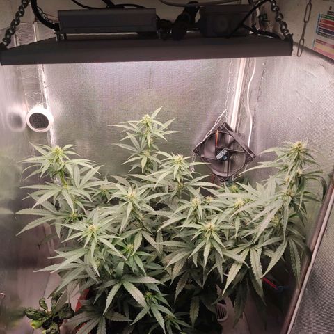Auto X.treme E.S growlog timeline photo