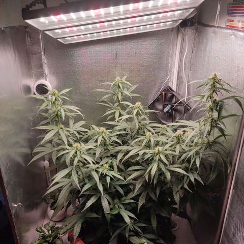 Auto X.treme E.S growlog timeline photo