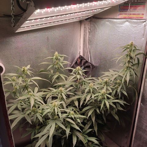Auto X.treme E.S growlog timeline photo