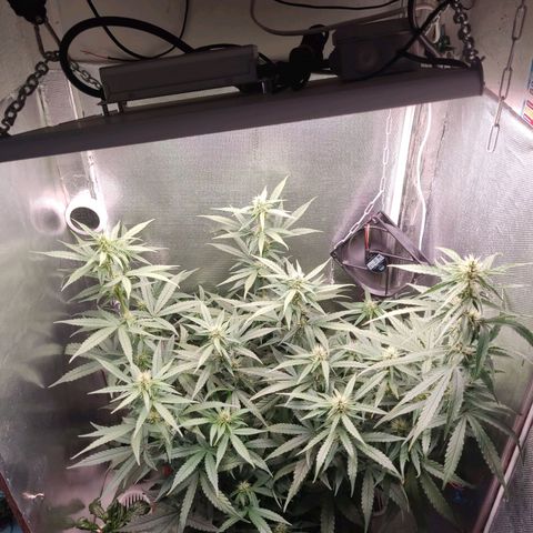 Auto X.treme E.S growlog timeline photo