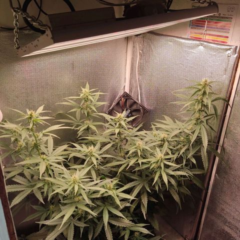 Auto X.treme E.S growlog timeline photo