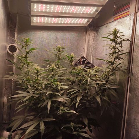 Auto X.treme E.S growlog timeline photo