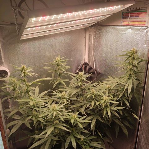 Auto X.treme E.S growlog timeline photo