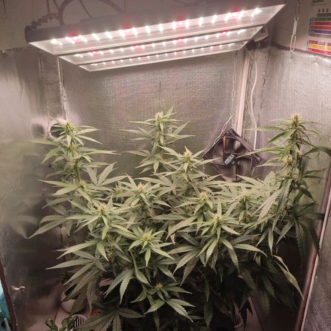 Auto X.treme E.S growlog timeline photo