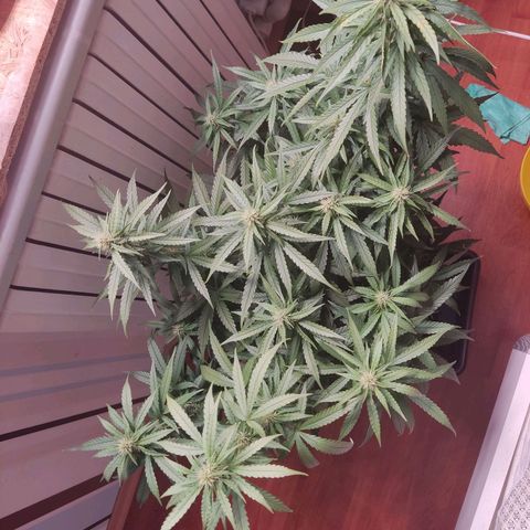 Auto X.treme E.S growlog photo: Промываю, ррм2300, рН 7.3, блок фосфора