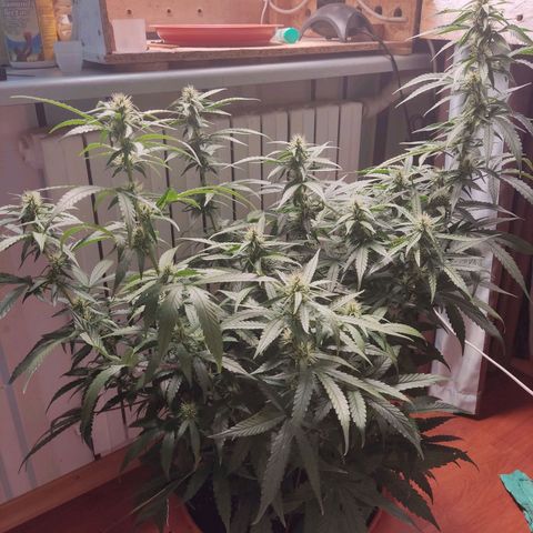 Auto X.treme E.S growlog photo: Промываю, ррм2300, рН 7.3, блок фосфора