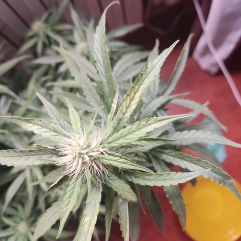 Auto X.treme E.S growlog timeline photo