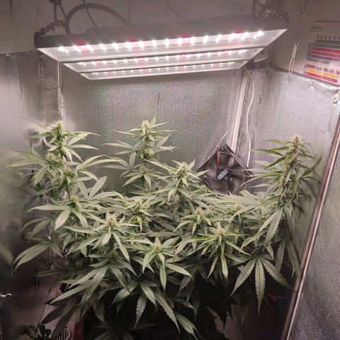 Auto X.treme E.S growlog timeline photo
