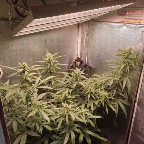 Auto X.treme E.S growlog timeline photo