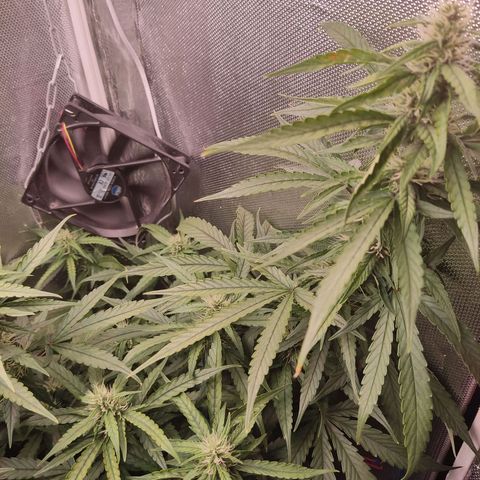 Auto X.treme E.S growlog timeline photo