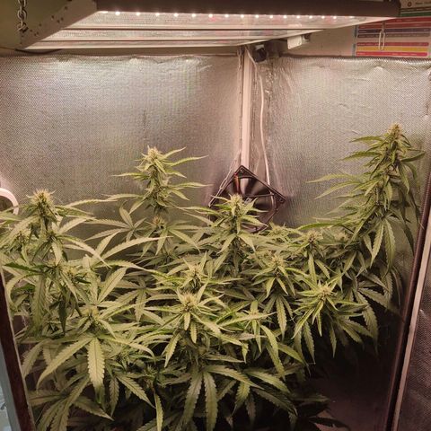 Auto X.treme E.S growlog timeline photo