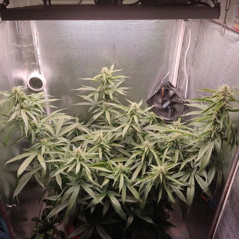 Auto X.treme E.S growlog timeline photo