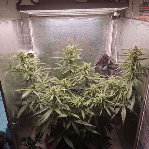 Auto X.treme E.S growlog timeline photo