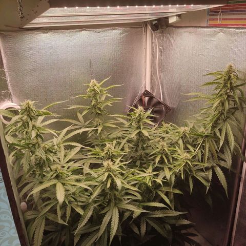 Auto X.treme E.S growlog timeline photo