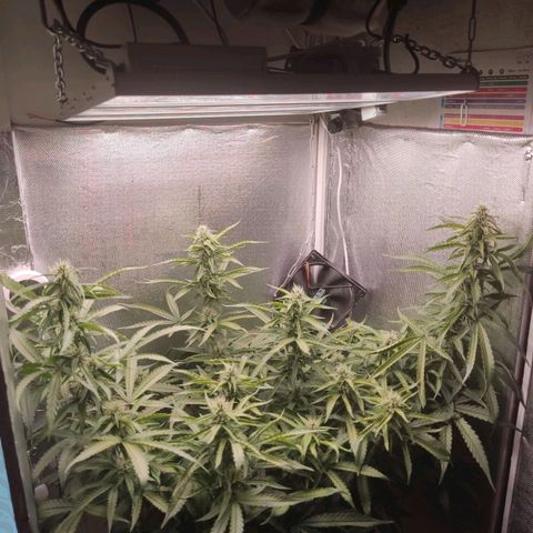 Auto X.treme E.S growlog timeline photo
