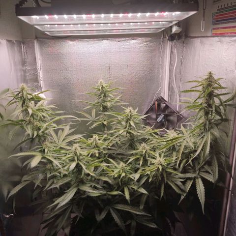 Auto X.treme E.S growlog timeline photo