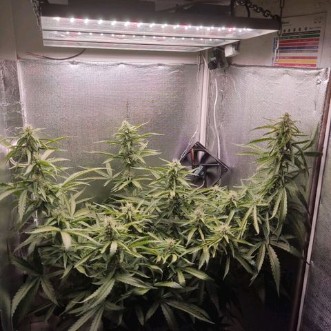 Auto X.treme E.S growlog timeline photo