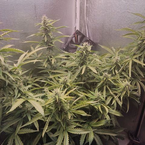 Auto X.treme E.S growlog timeline photo