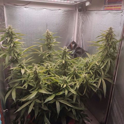 Auto X.treme E.S growlog timeline photo