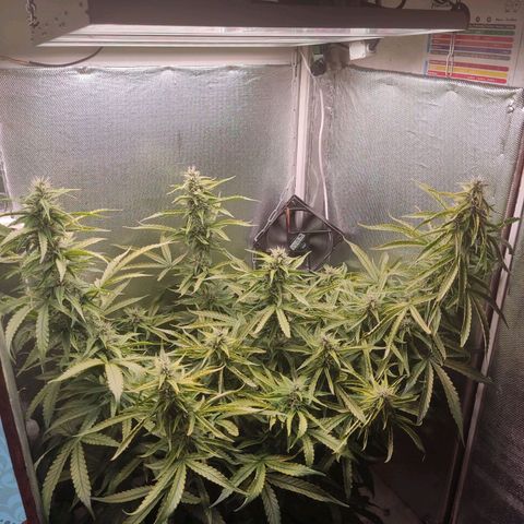 Auto X.treme E.S growlog timeline photo