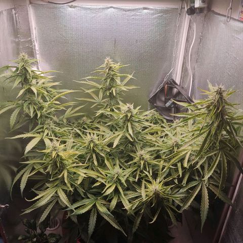Auto X.treme E.S growlog timeline photo