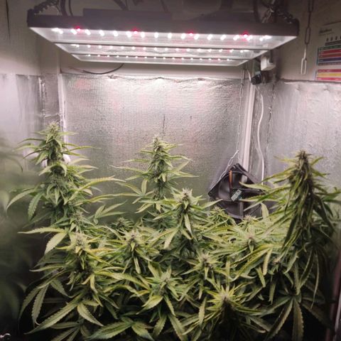 Auto X.treme E.S growlog timeline photo