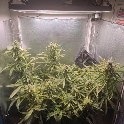 Auto X.treme E.S growlog timeline photo