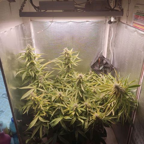 Auto X.treme E.S growlog timeline photo