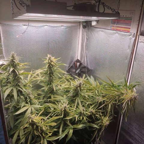 Auto X.treme E.S growlog timeline photo