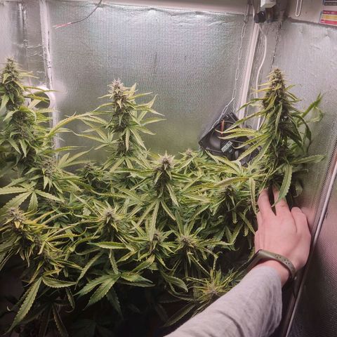 Auto X.treme E.S growlog timeline photo