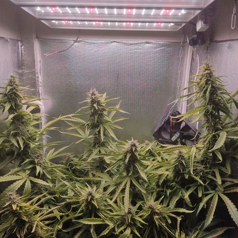 Auto X.treme E.S growlog timeline photo