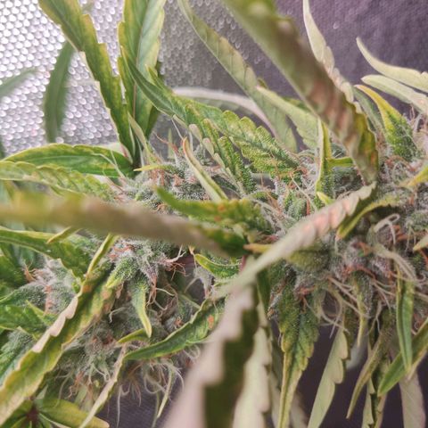 Auto X.treme E.S growlog timeline photo