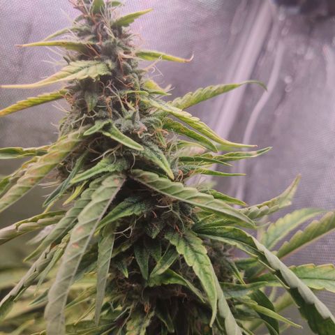 Auto X.treme E.S growlog timeline photo