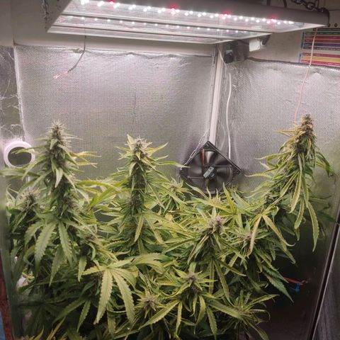 Auto X.treme E.S growlog timeline photo