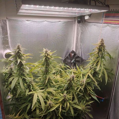 Auto X.treme E.S growlog timeline photo