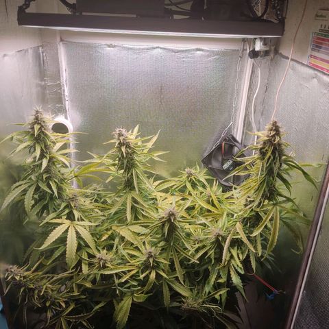 Auto X.treme E.S growlog timeline photo