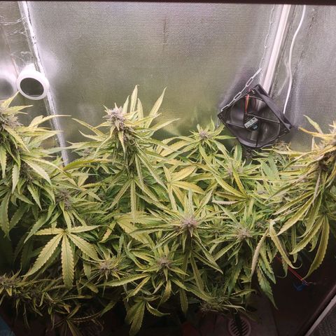 Auto X.treme E.S growlog timeline photo