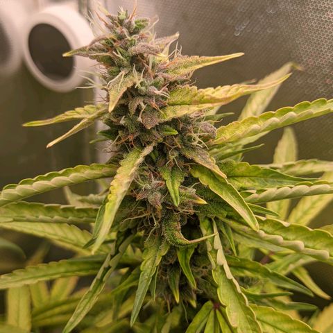 Auto X.treme E.S growlog timeline photo