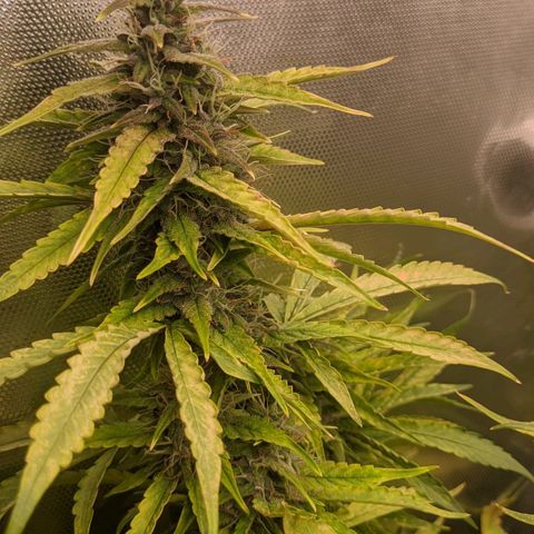 Auto X.treme E.S growlog timeline photo